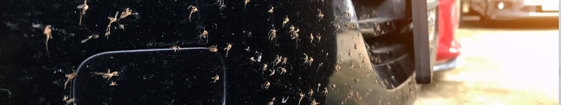 Insektenentferner Auto – schonende Reinigung für Front & Scheiben