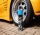 Meguiars Hot Shine Reflect Tire Shine Reifenglanz 425ml inkl. Tire Dressing Applicator & Dash Brush